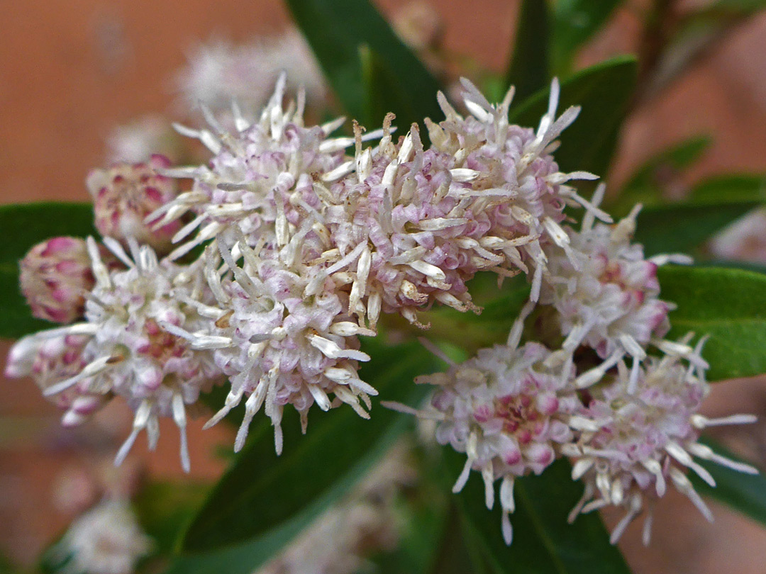 Pinkish-white inflorescence