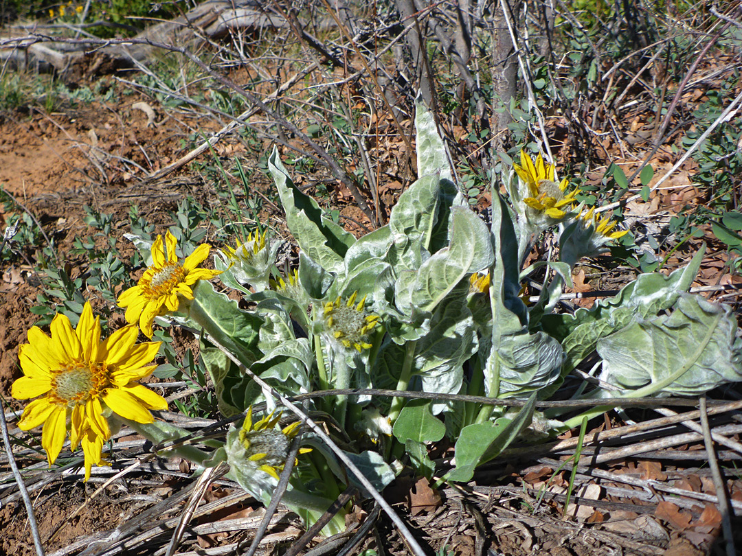 Plant in situ - photos of Balsamorhiza Sagittata, Asteraceae