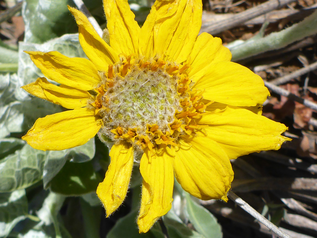 Hairy ray florets - photos of Balsamorhiza Sagittata, Asteraceae