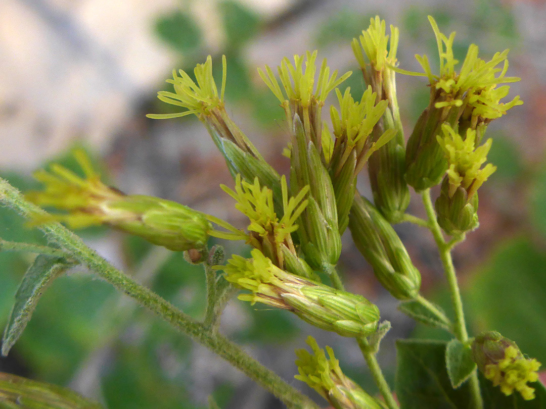 Greenish-yellow florets