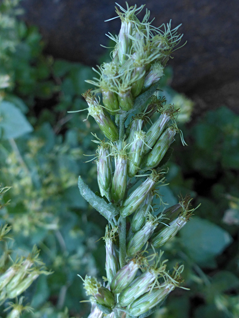 Inflorescence