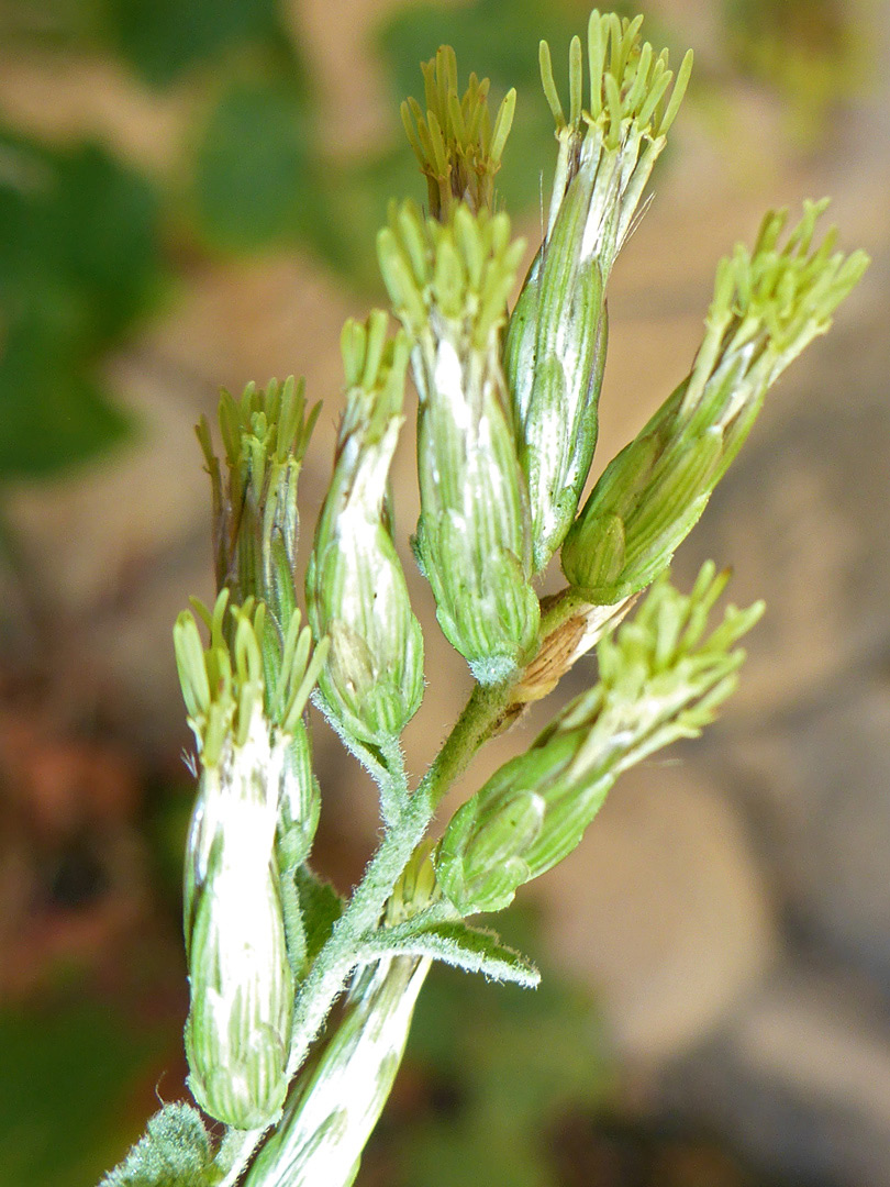 Phyllaries and florets