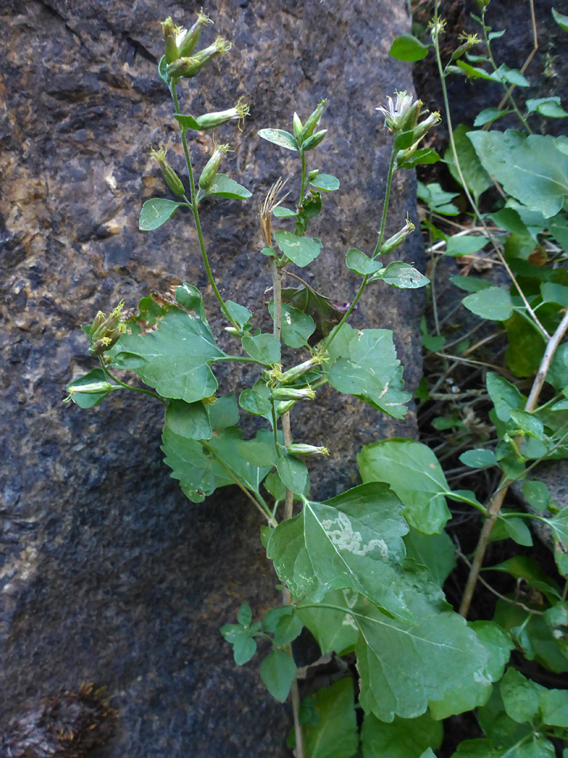 Stems and leaves