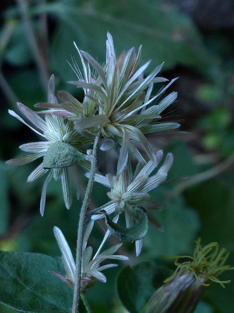 Seedheads