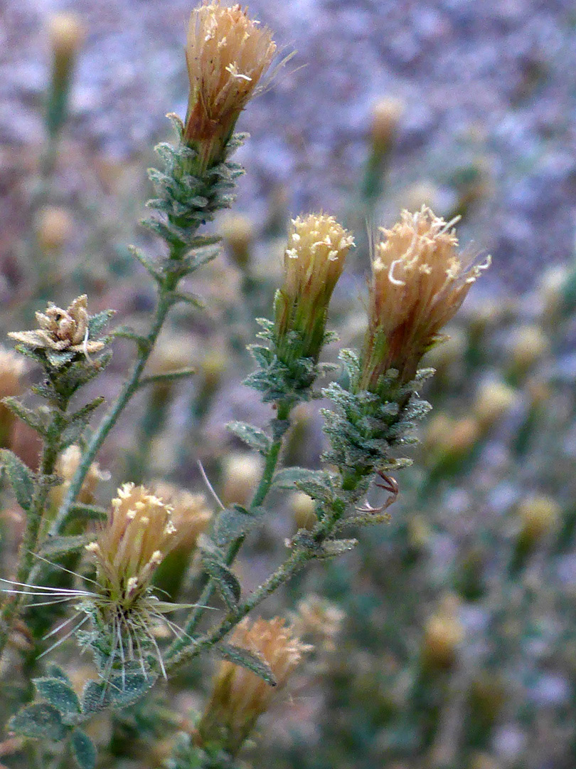 Inflorescence