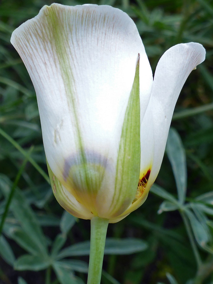 Cup-shaped flower - photos of Calochortus Nuttallii, Liliaceae