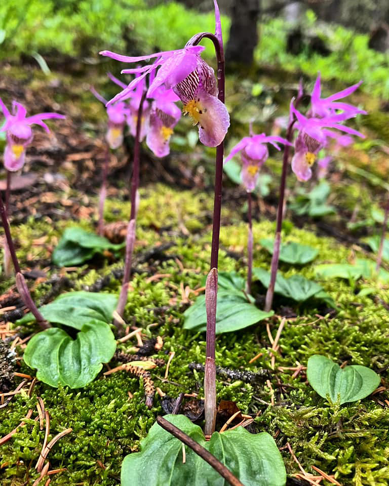 Group of flowers