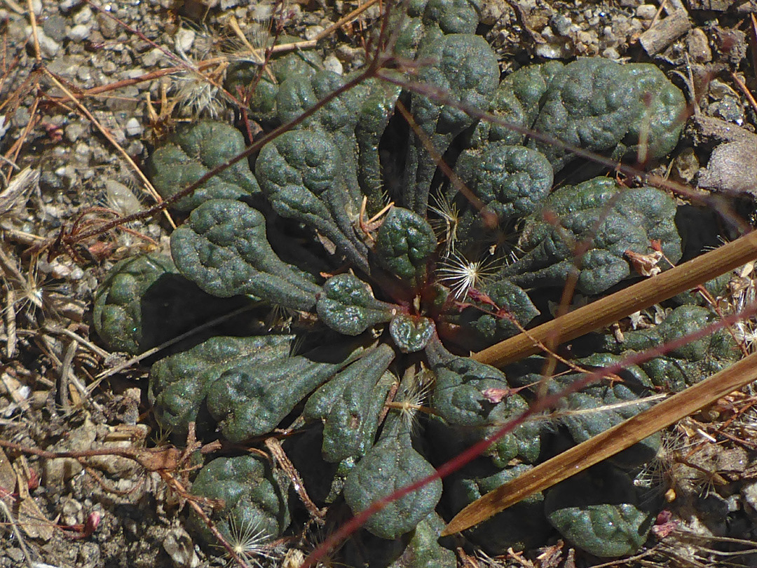 Leaf rosette