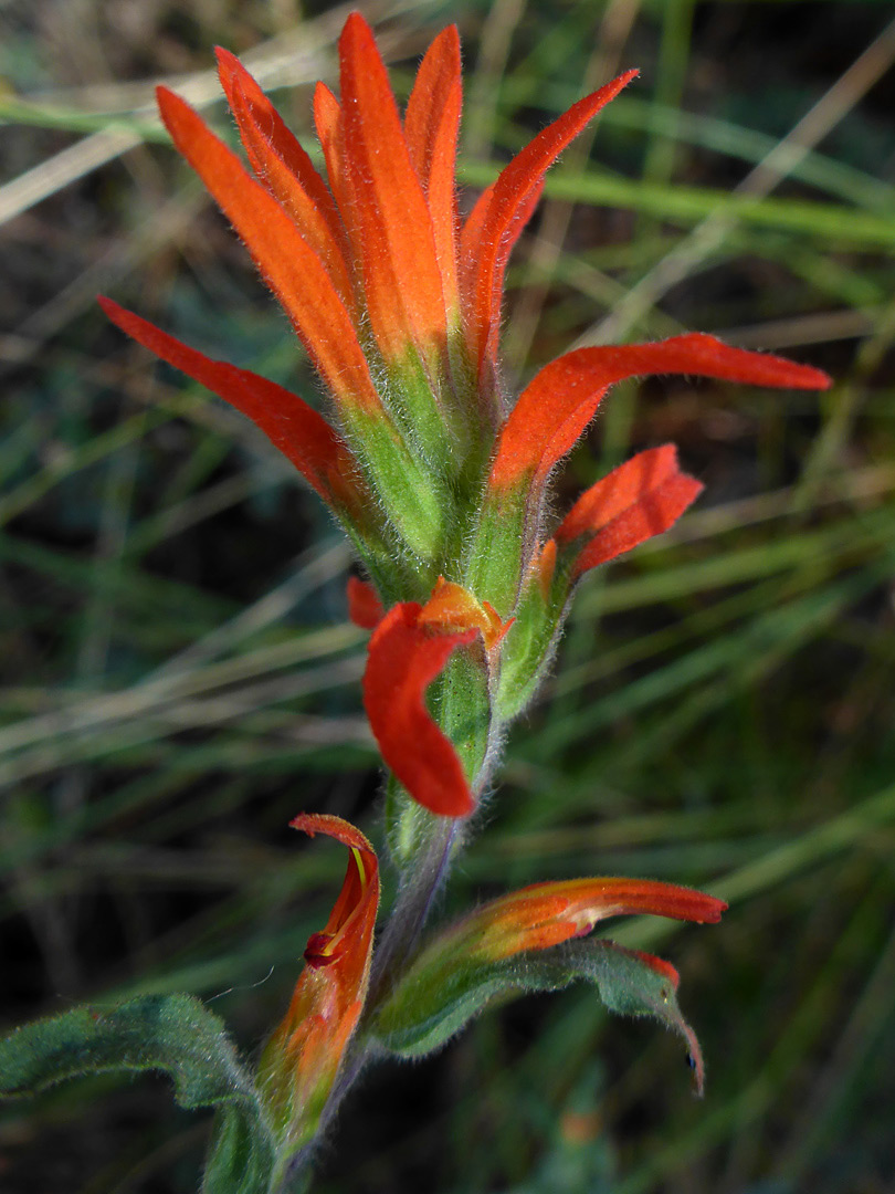 Red bracts