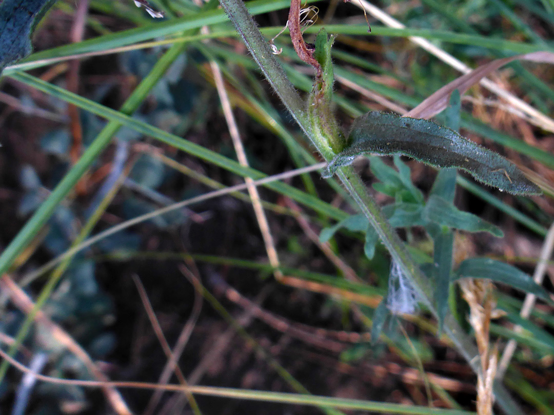 Leaves and stem