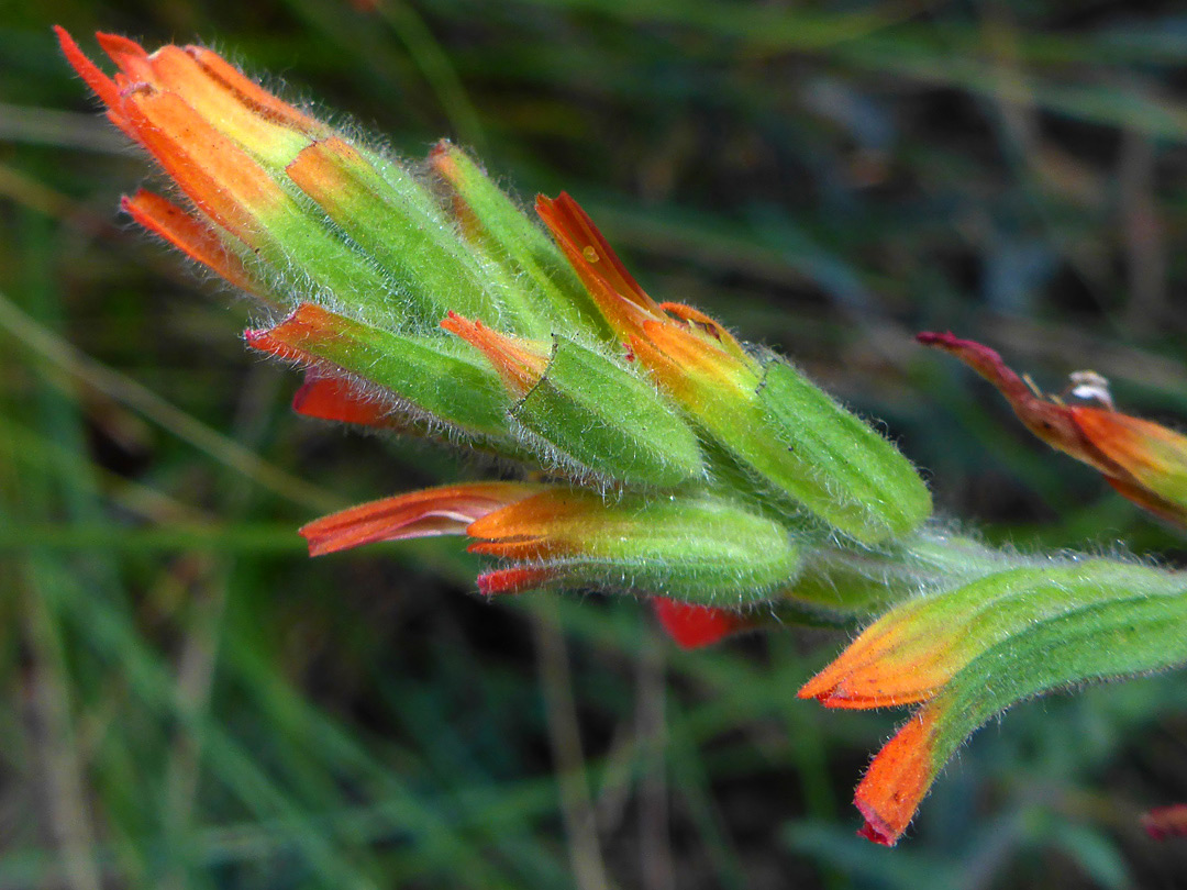 Hairy bracts