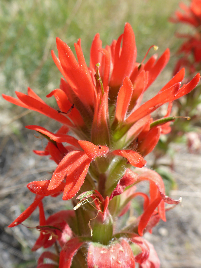 Red inflorescence