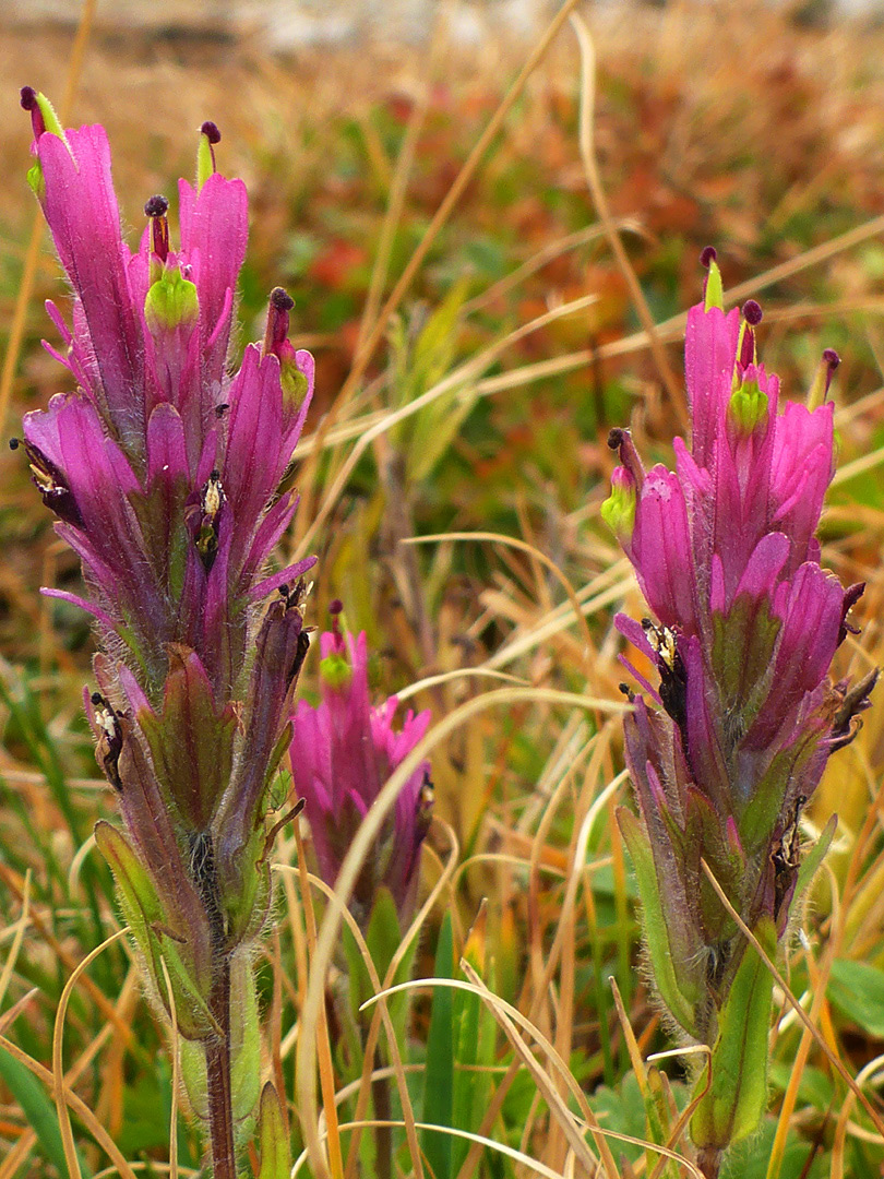 Three flowering stalks