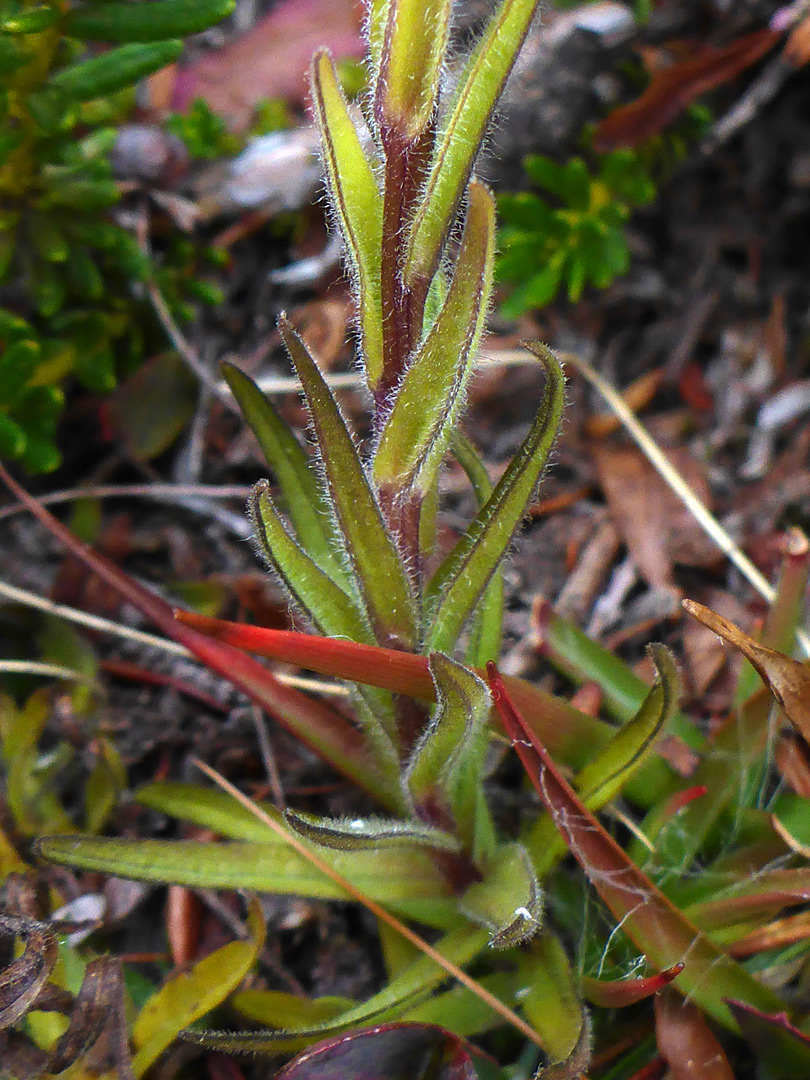 Unlobed leaves