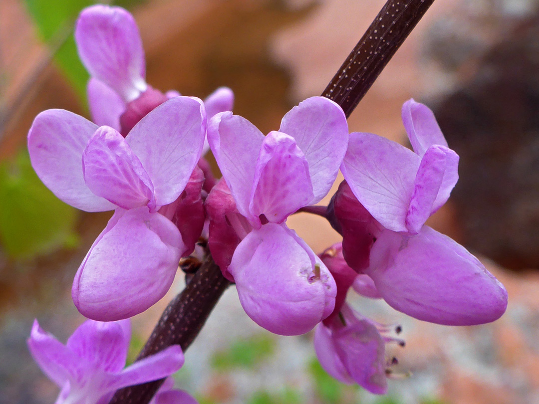 Branch and flowers