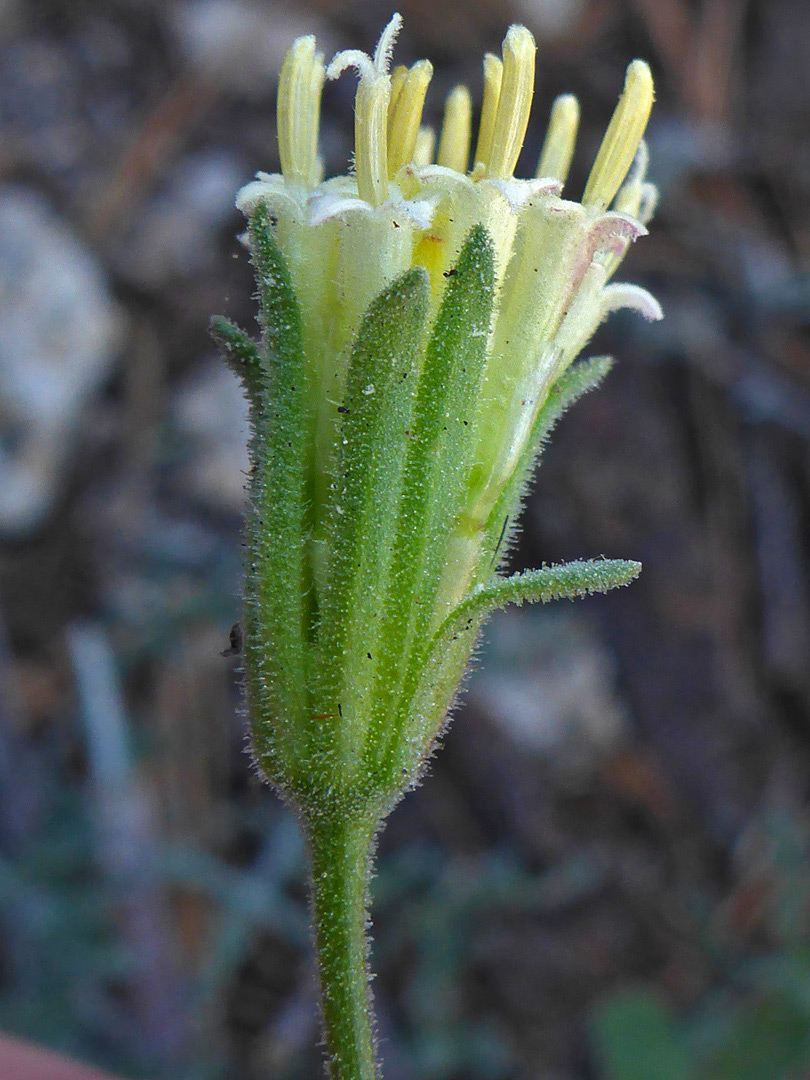 Glandular flowerhead