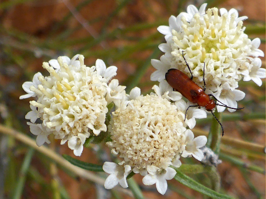 Three flowerheads, and a beetle