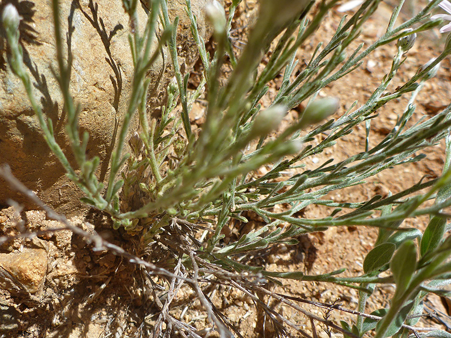 Branched stems