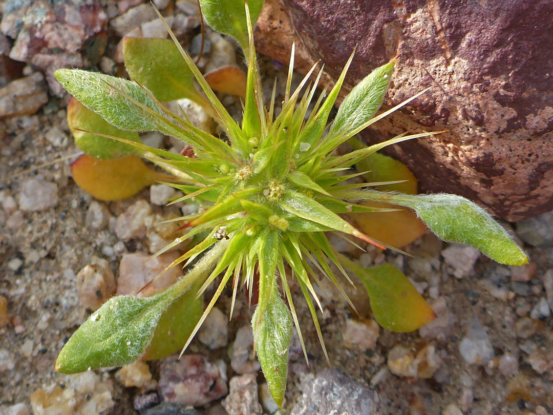 Leaves and spiny bracts
