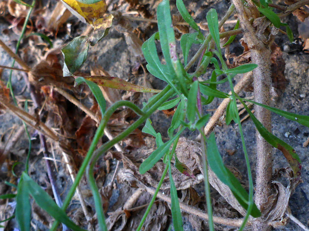 Leaves and stem