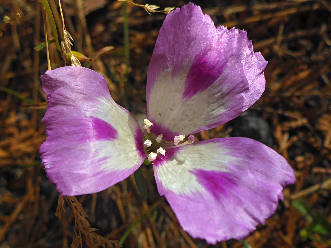 Three petals