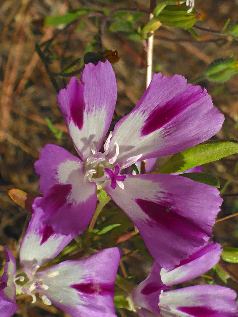 Pink and white petals