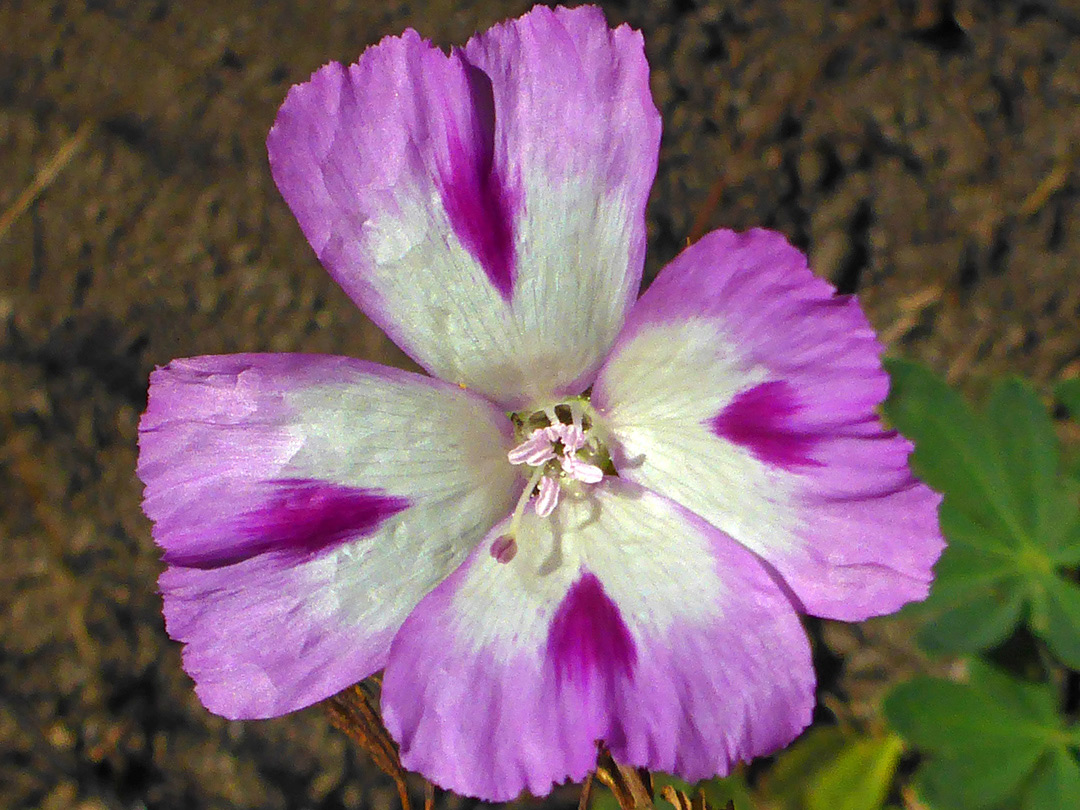 Four-petalled flower