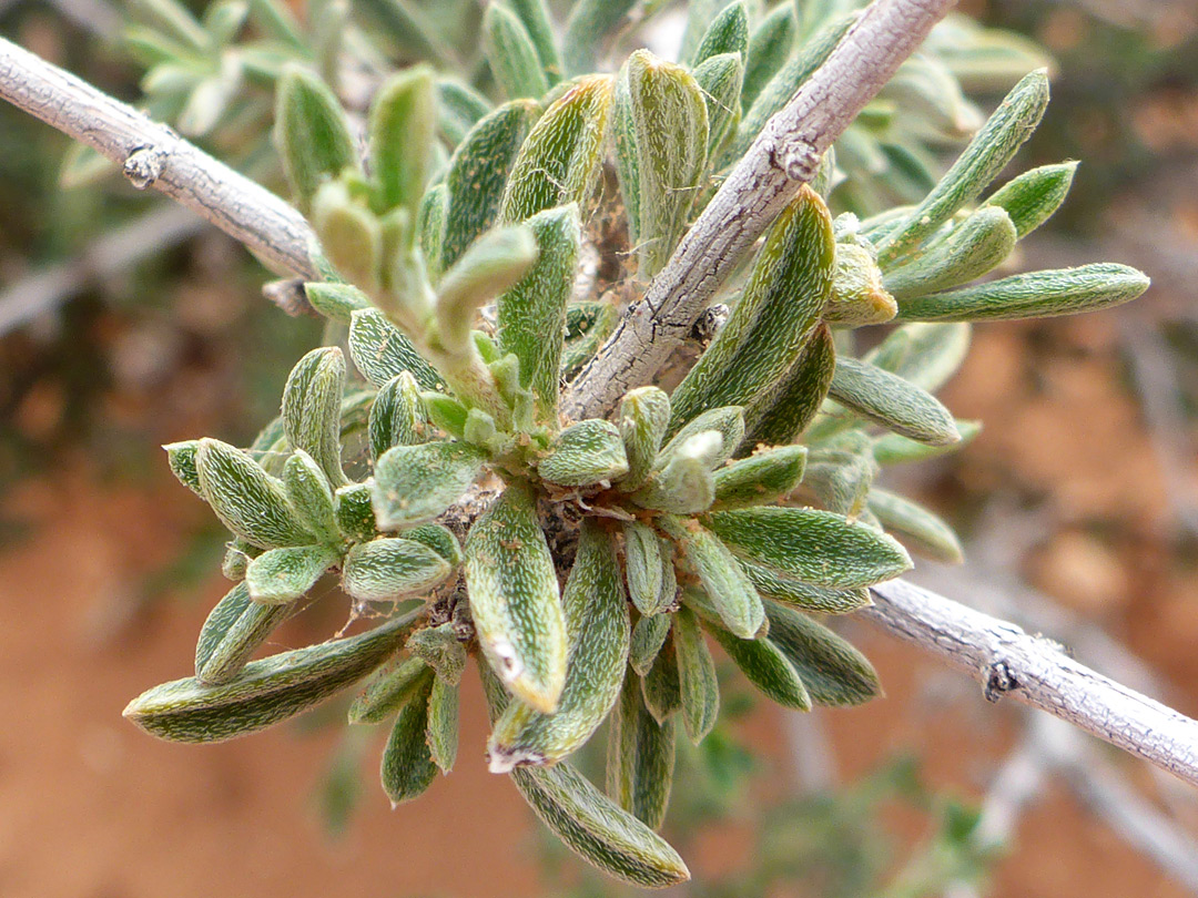 Clustered leaves