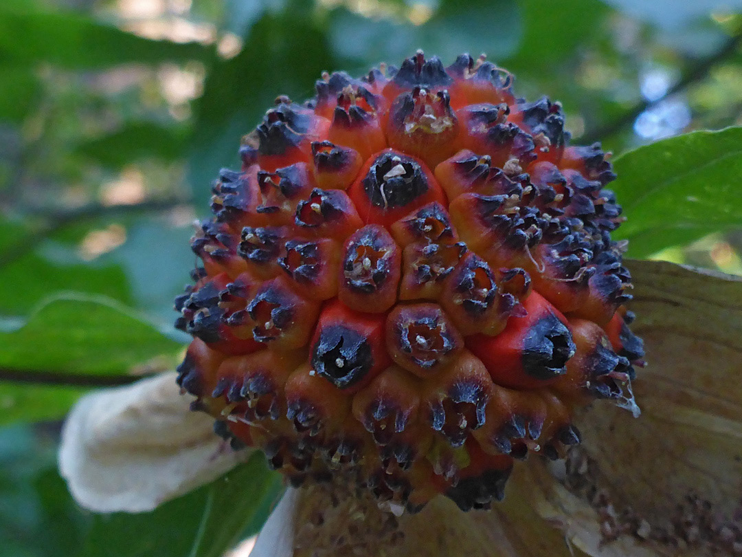 Red fruits