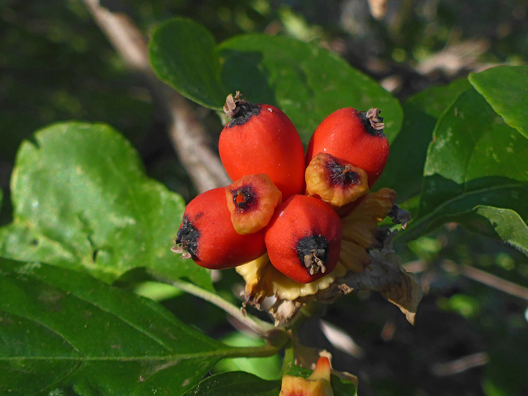 Leaves and fruits