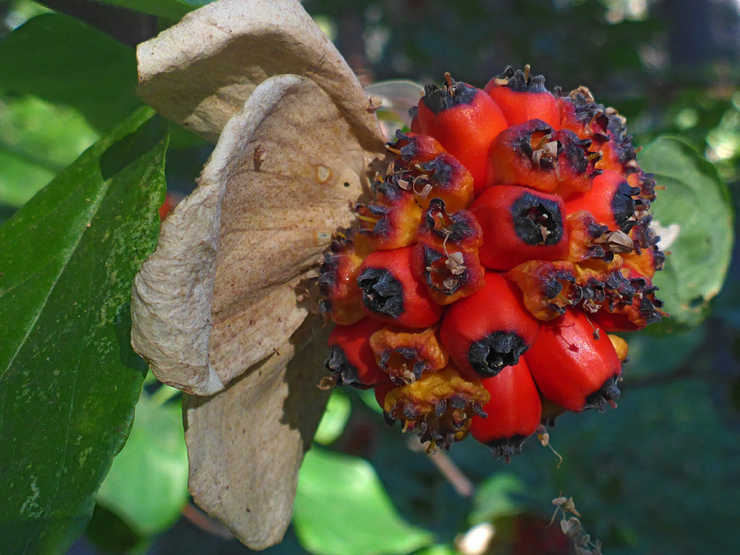 Developing fruits