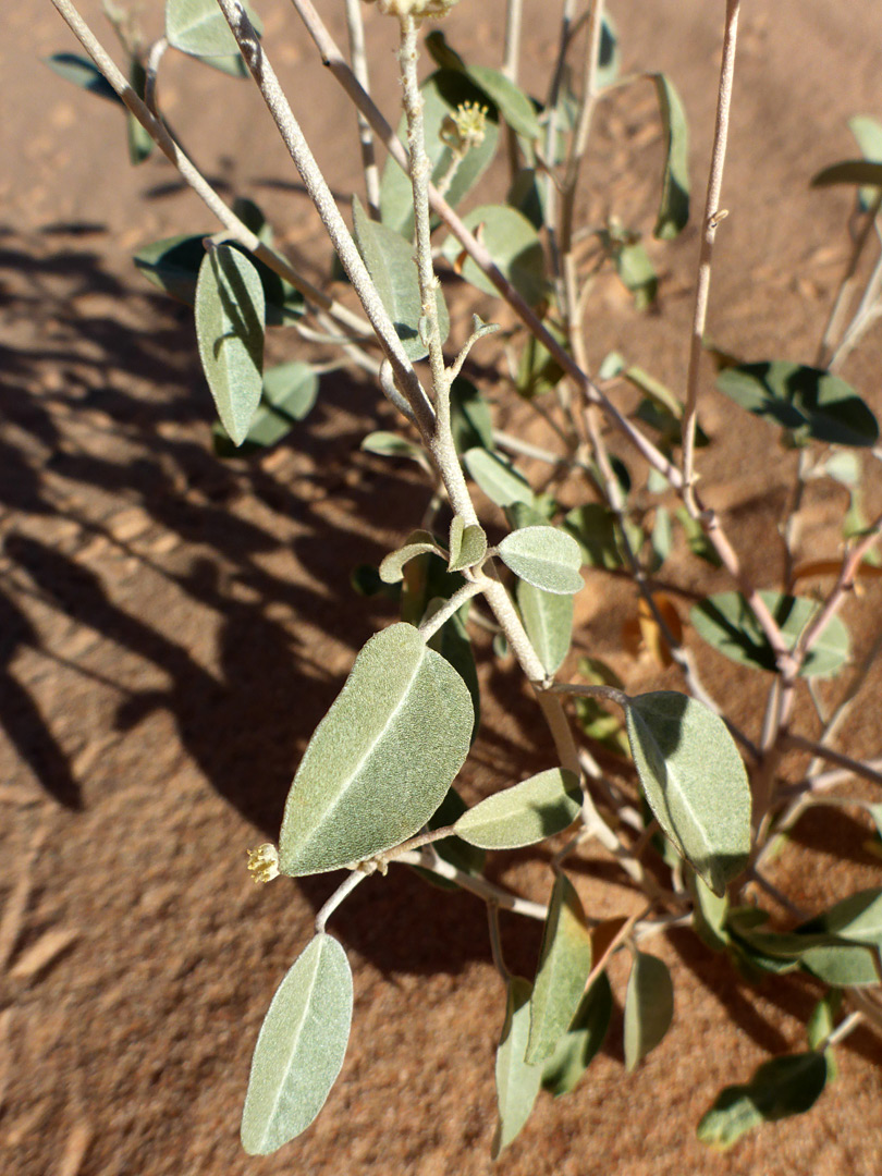 Stems and leaves