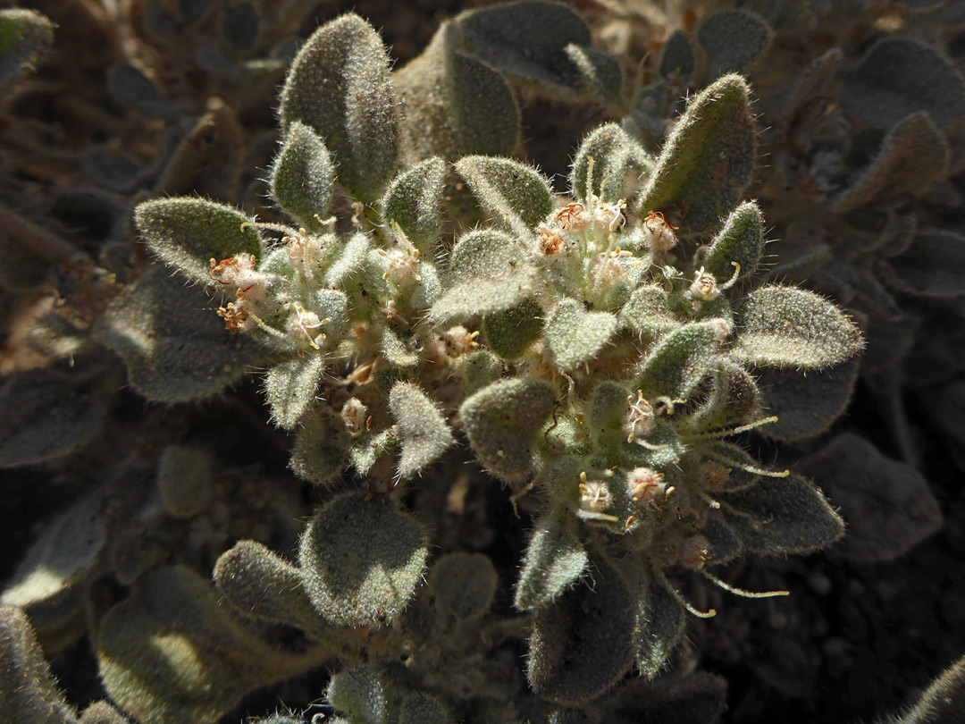 Flowers and leaves