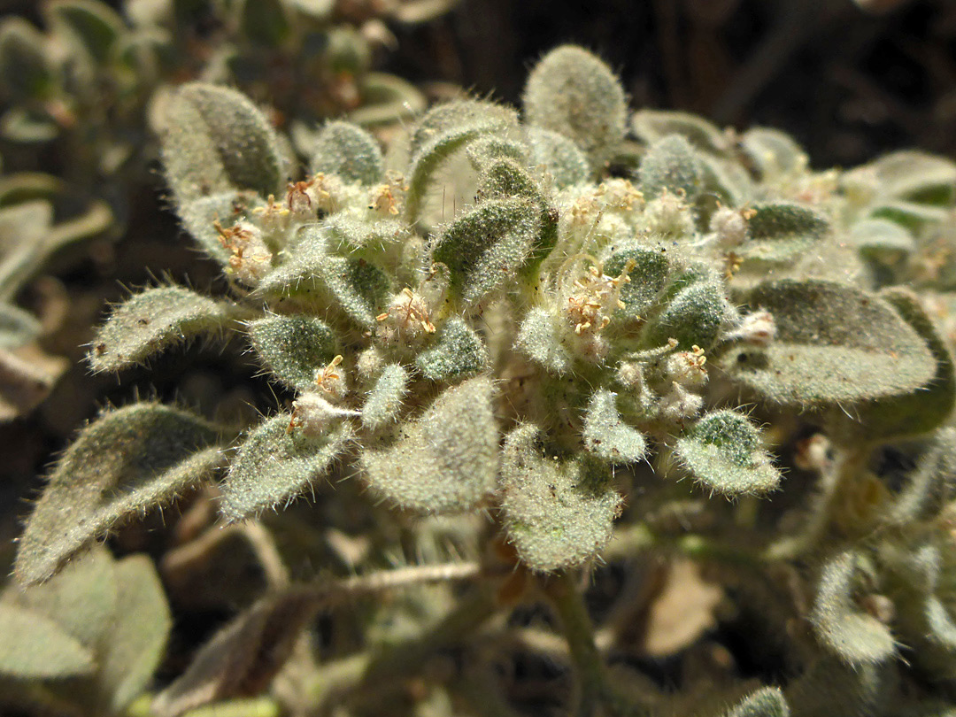 Inflorescence