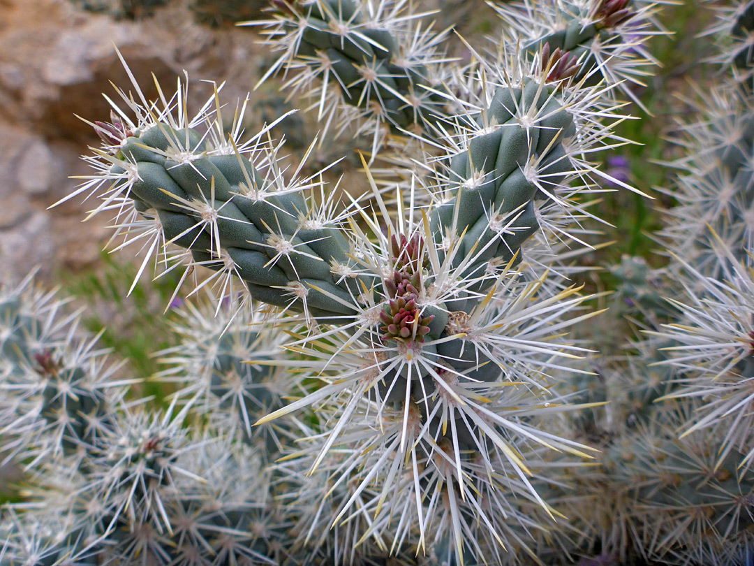 Yellow-tipped spines