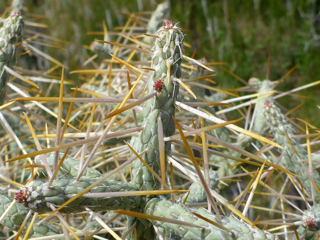 Thick, yellowish spines