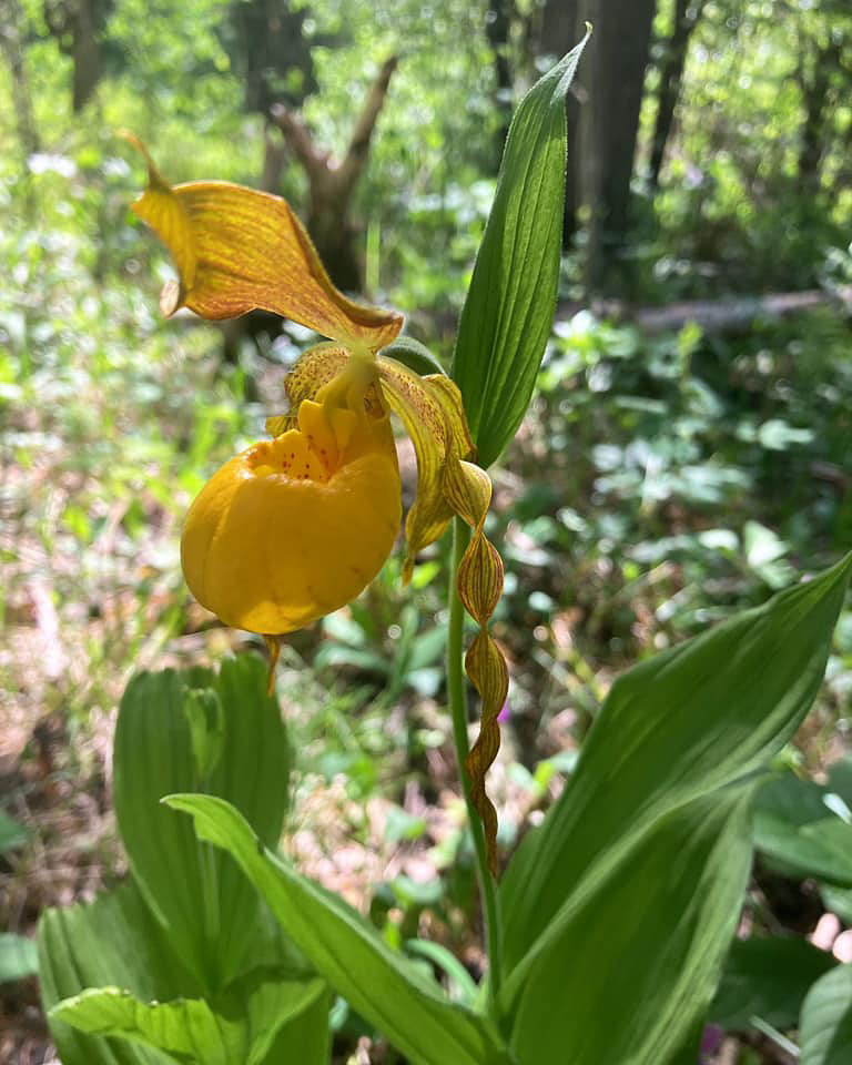 Yellow flower