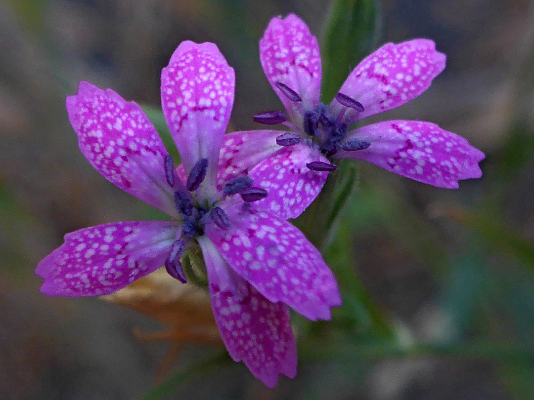 Two flowers