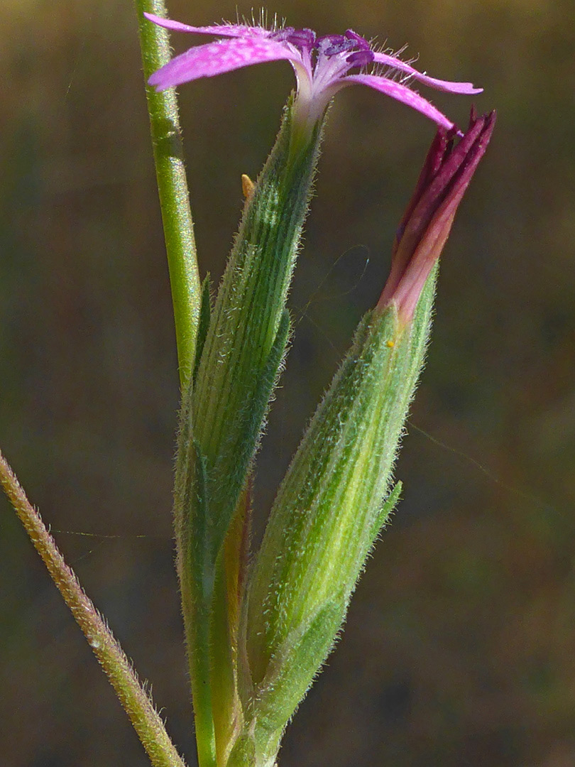 Slender calyces