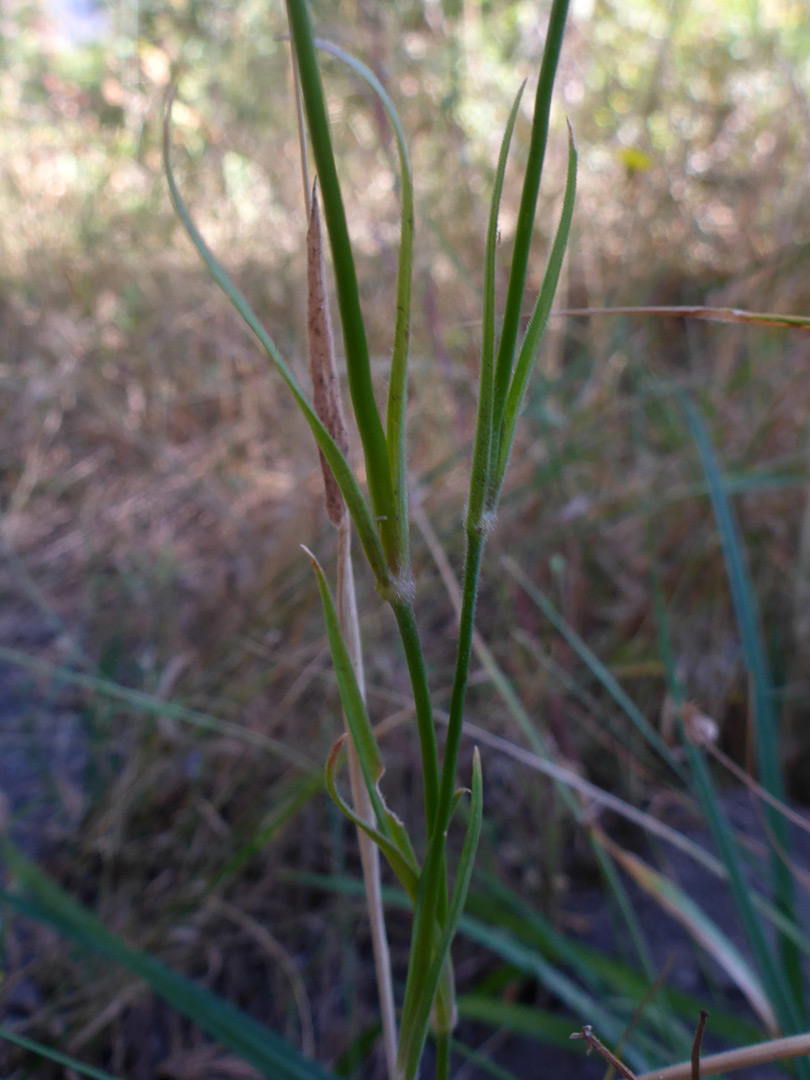 Linear leaves