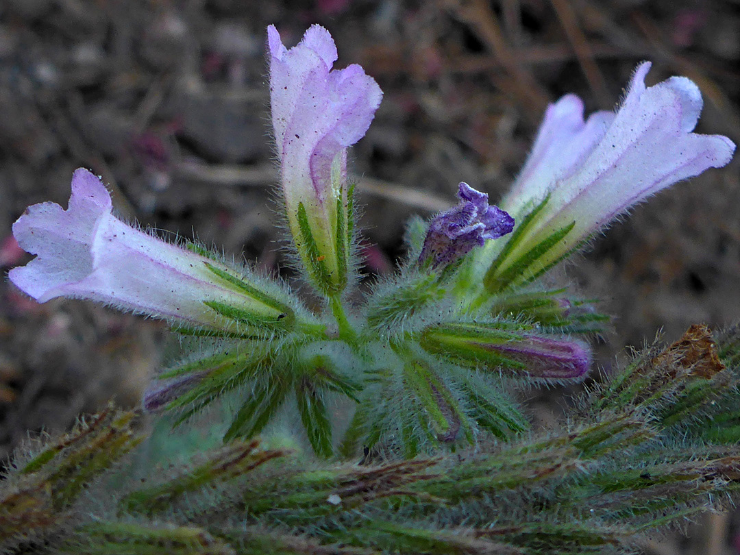 Pale purple petals