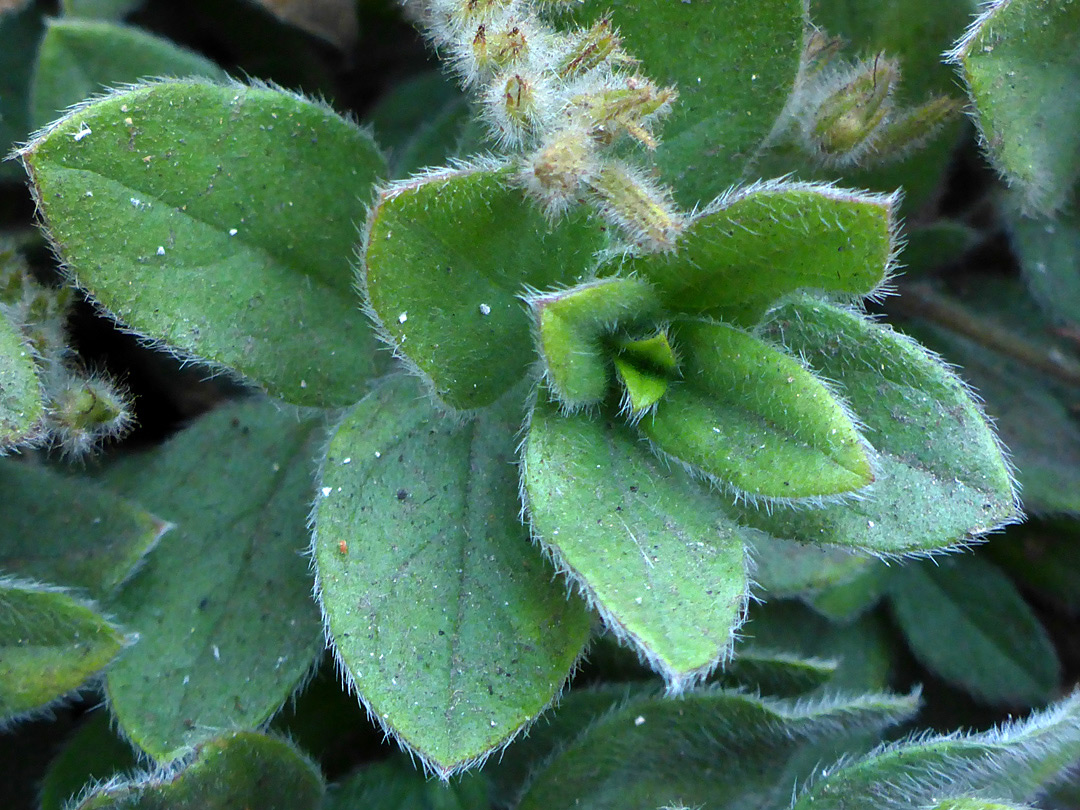 Hairy leaves