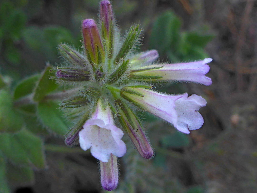 Inflorescence