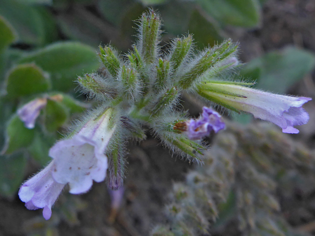 Linear calyx lobes