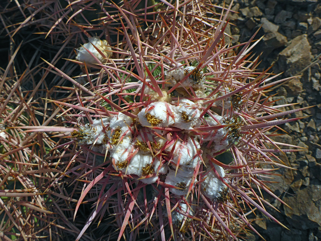 Spiny stem