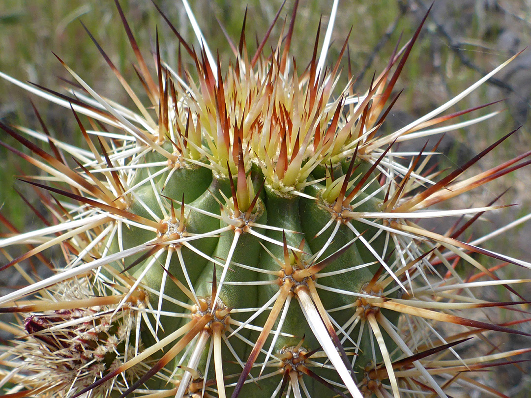 Top of a stem