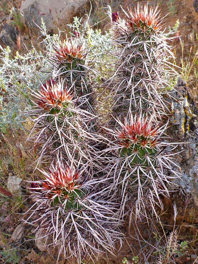 Five-stem cluster