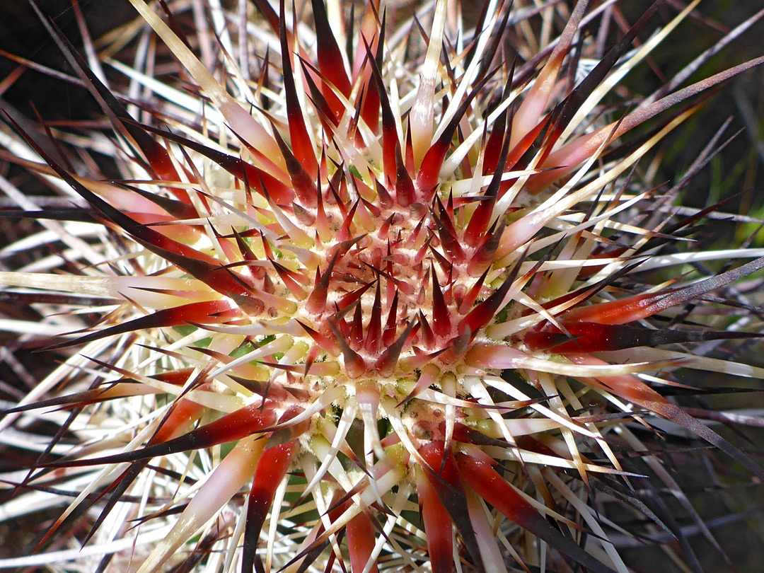 Red and black spines