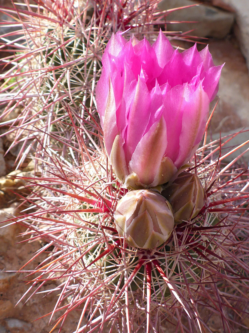 Buds and flower