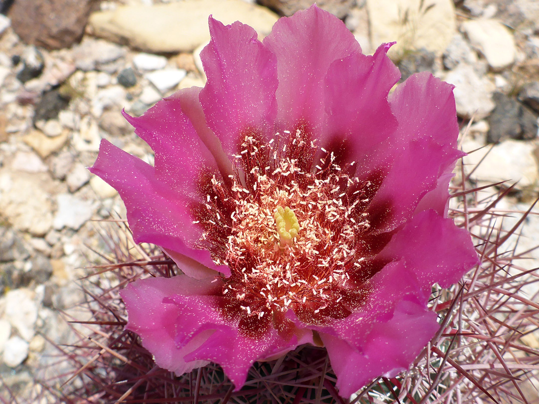 Dark pink flower